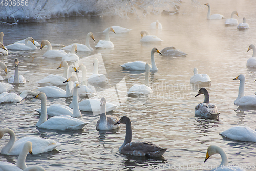 Image of Beautiful white whooping swans