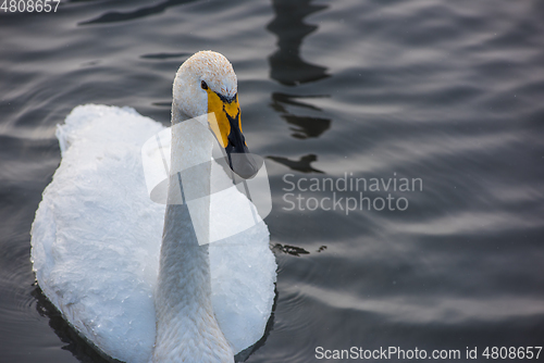 Image of Beautiful white whooping swans