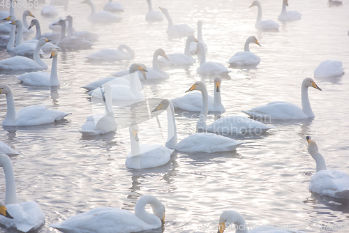 Image of Beautiful white whooping swans