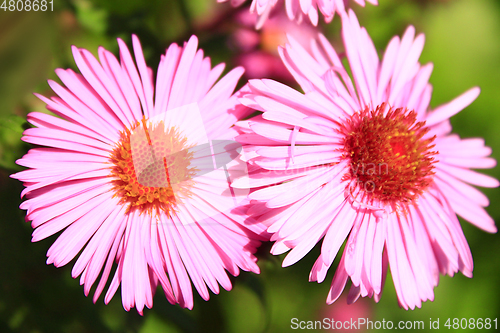 Image of red beautiful asters in the garden