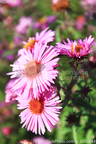 Image of red asters in the garden