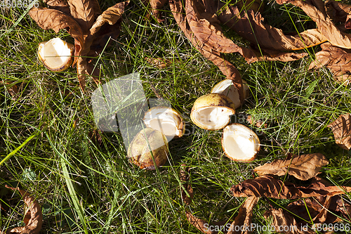 Image of Leaves on the grass