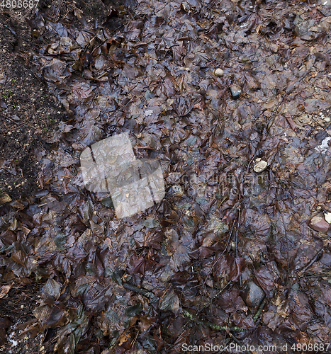 Image of Rotting foliage of maple