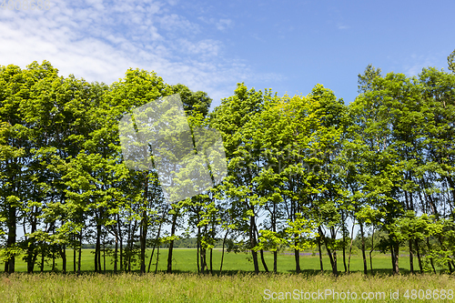 Image of row of green trees