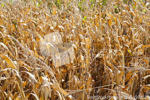 Image of corn on an agricultural field