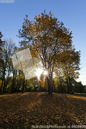 Image of yellowed maple trees in autumn