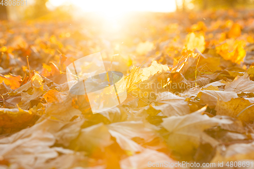 Image of yellowed maple leaves