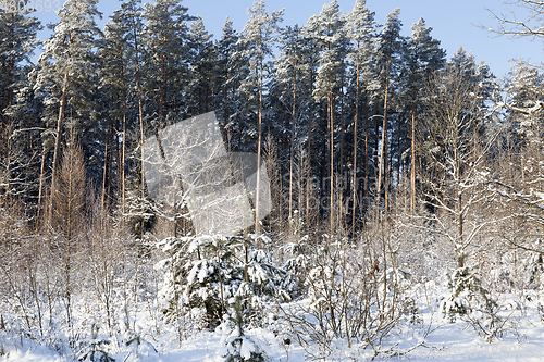 Image of Snow drifts in winter