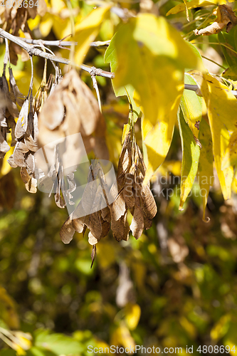 Image of Yellow maple foliage