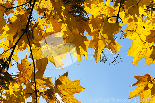 Image of Maple Park in autumn