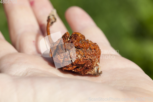 Image of rotten apple on a tree