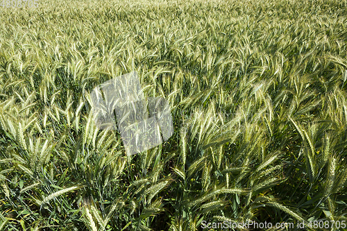 Image of Background of field
