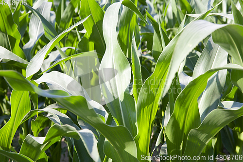 Image of green leaves of corn