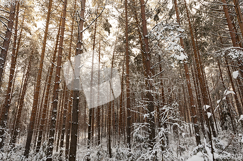 Image of pine forest, winter