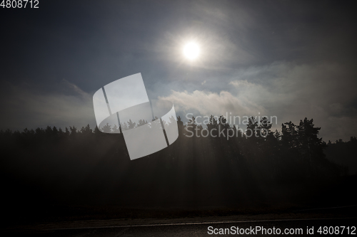 Image of Forest in the fog, close-up