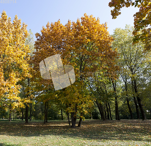 Image of Yellow maple foliage