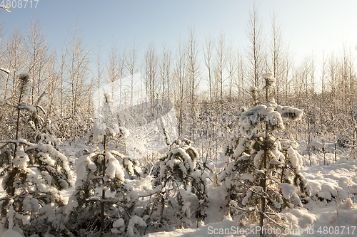 Image of Young firs, in winter