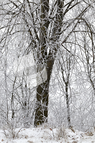 Image of After snowfall