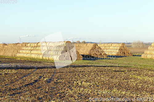 Image of straw after harvest