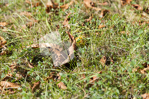 Image of nuts Chestnut autumn