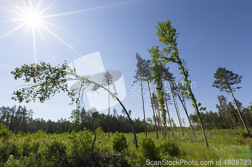 Image of mixed forest