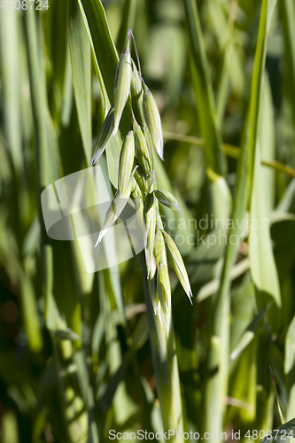 Image of close-up oats