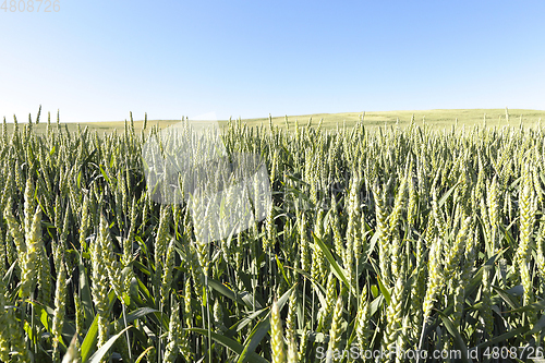 Image of Field with cereal