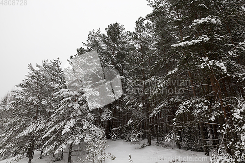 Image of Winter landscape, snowfall