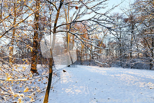 Image of trees in the snow