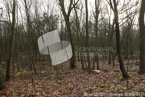 Image of Maple forest in autumn