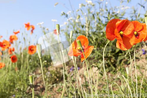 Image of red poppies in a field