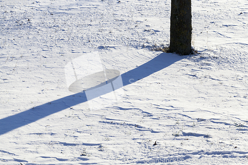 Image of Shadows in the snow