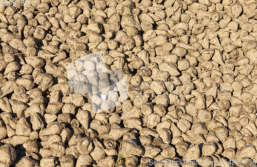 Image of beet harvest, close-up