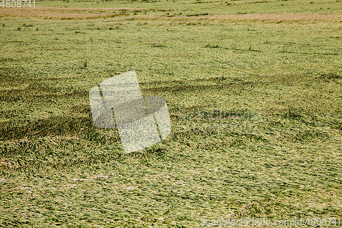 Image of Green wheat field