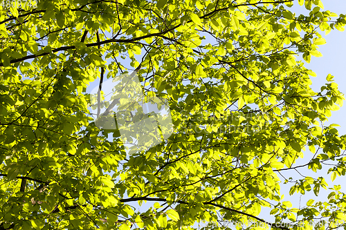 Image of Chestnut Tree
