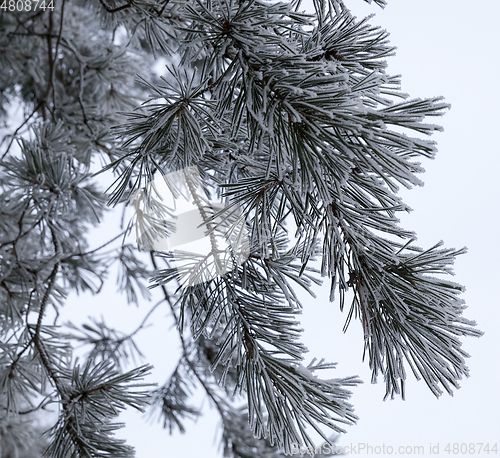 Image of Winter trees, close-up