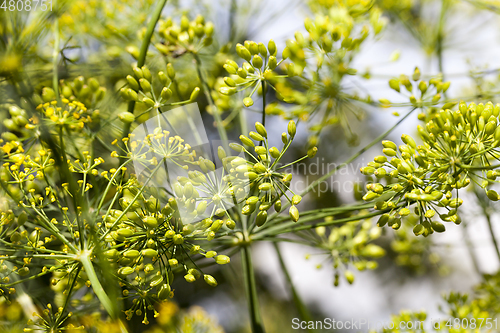 Image of Umbrellas of dill, field