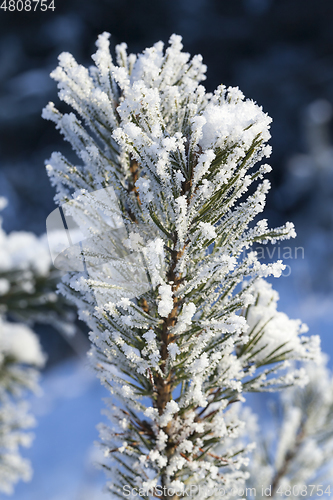 Image of tree with a frost