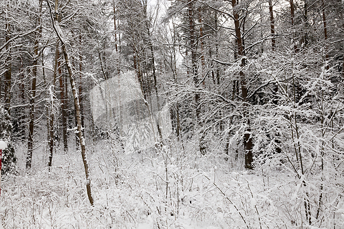 Image of Forest in winter