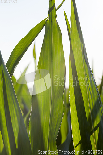 Image of An agricultural field with a crop