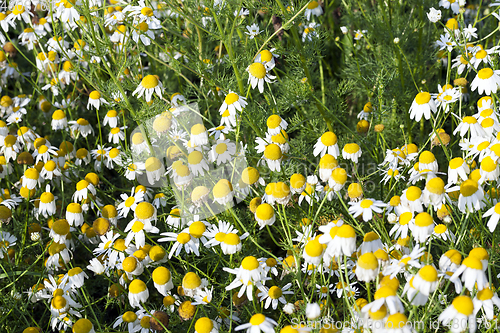 Image of agricultural field with daisies