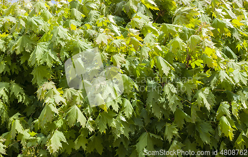 Image of young maple