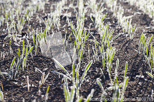 Image of green wheat in frost, close-up