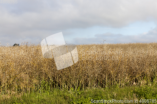 Image of Agricultural field, summer
