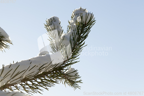 Image of Pine trees in snow