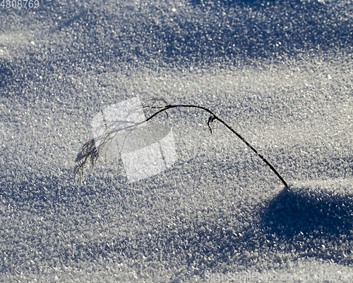 Image of plant in a frost