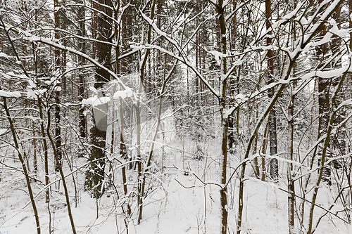 Image of Winter landscape, snowfall