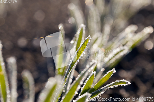 Image of Green grass close-up