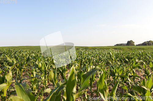 Image of green leaves of corn