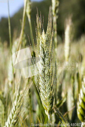 Image of An agricultural field with a crop